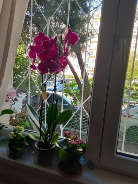 Aparatorii Patriei, Mariuca